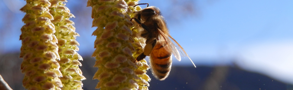 Ape su fiore di nocciolo nocciolo